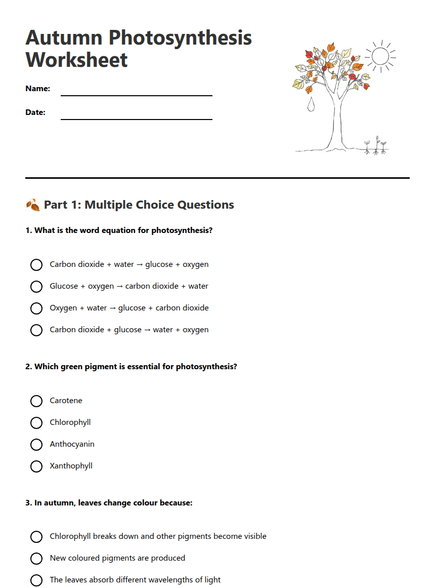 Autumn Photosynthesis Worksheet worksheet preview