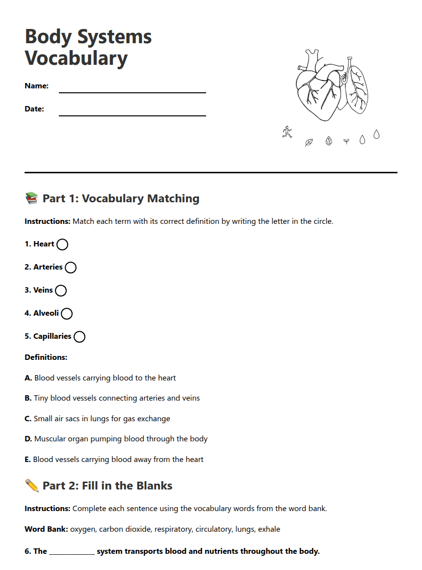 Body Systems Vocabulary worksheet preview