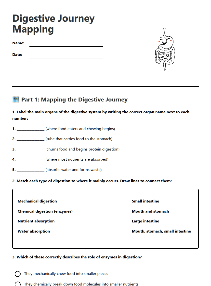 Digestive Journey Mapping worksheet preview