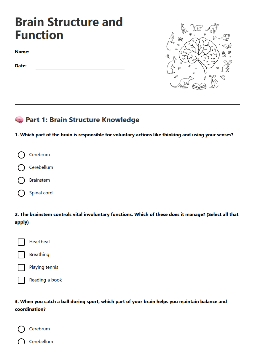 Brain Structure and Function worksheet preview