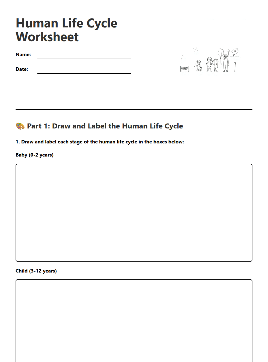 Human Life Cycle Worksheet worksheet preview