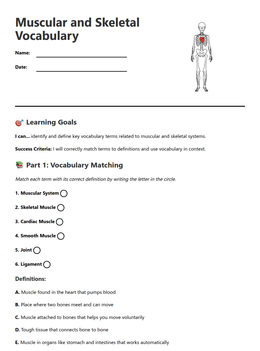 Muscular and Skeletal Vocabulary worksheet preview