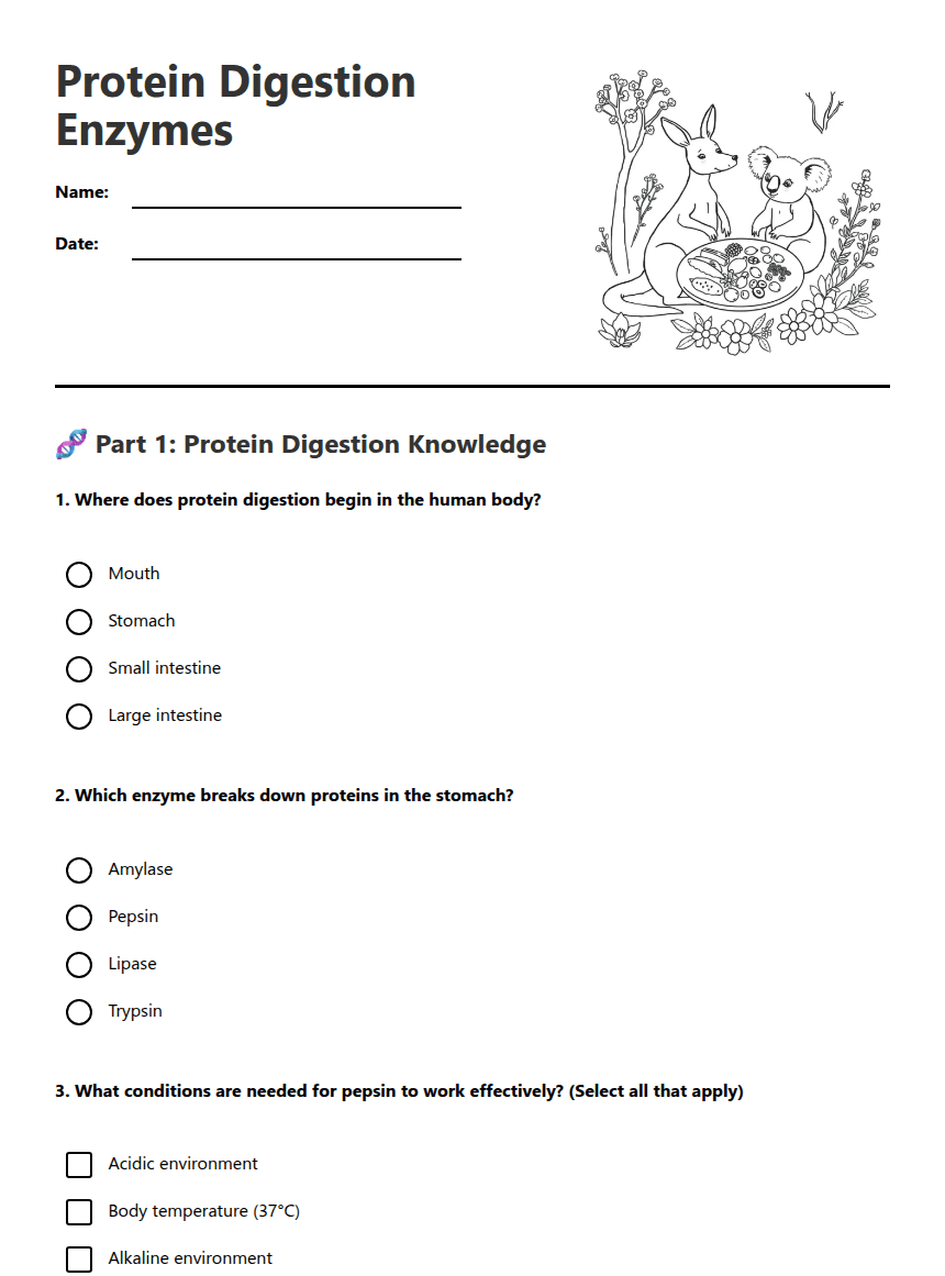 Protein Digestion Enzymes worksheet preview