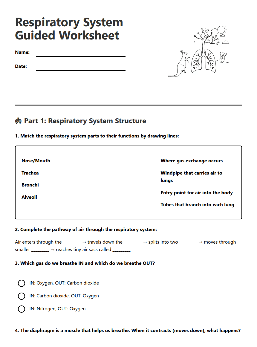 Respiratory System Guided Worksheet worksheet preview