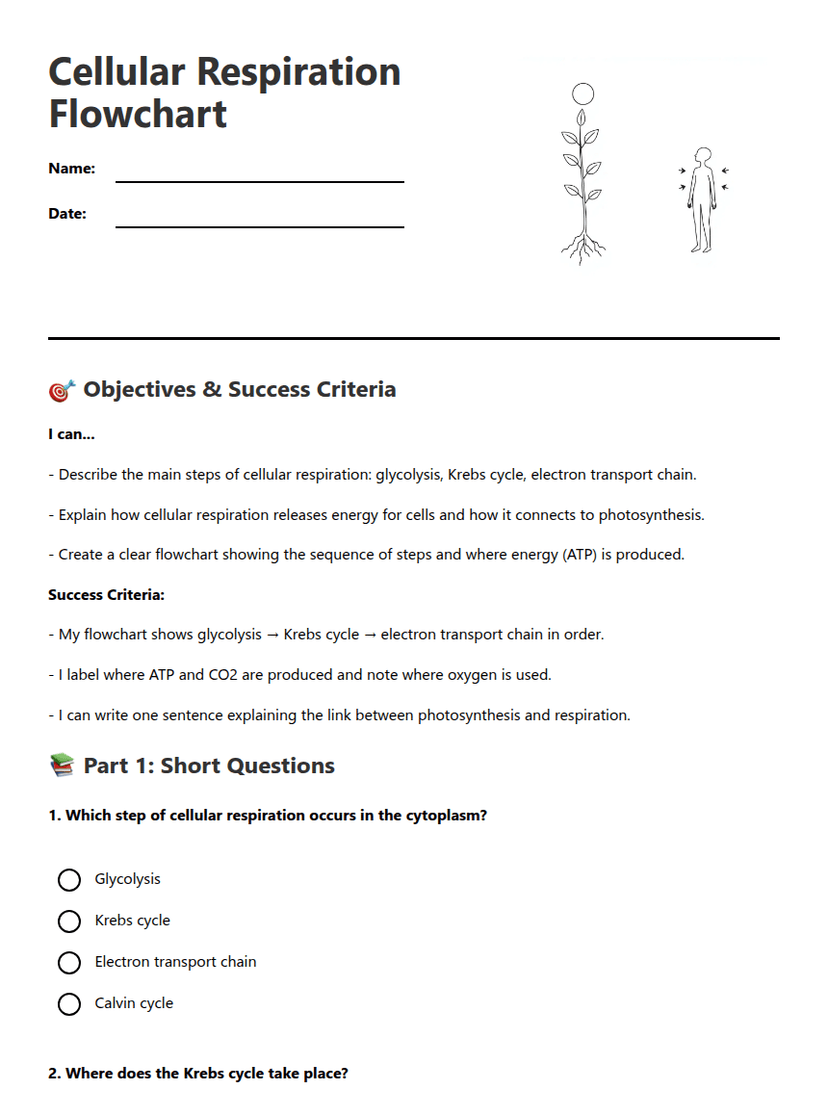 Cellular Respiration Flowchart