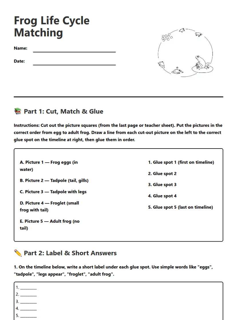 Frog Life Cycle Matching