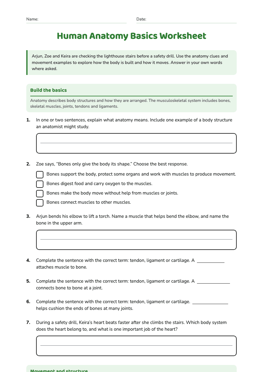Human Anatomy Basics Worksheet worksheet preview