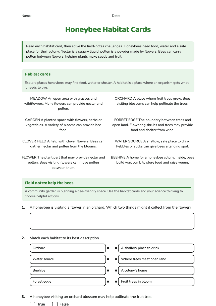 Honeybee Habitat Cards worksheet preview