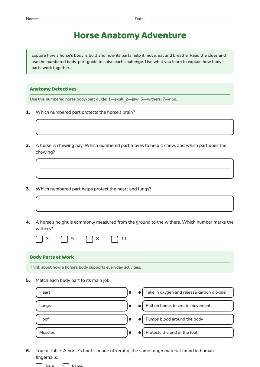 Horse Anatomy Adventure worksheet preview