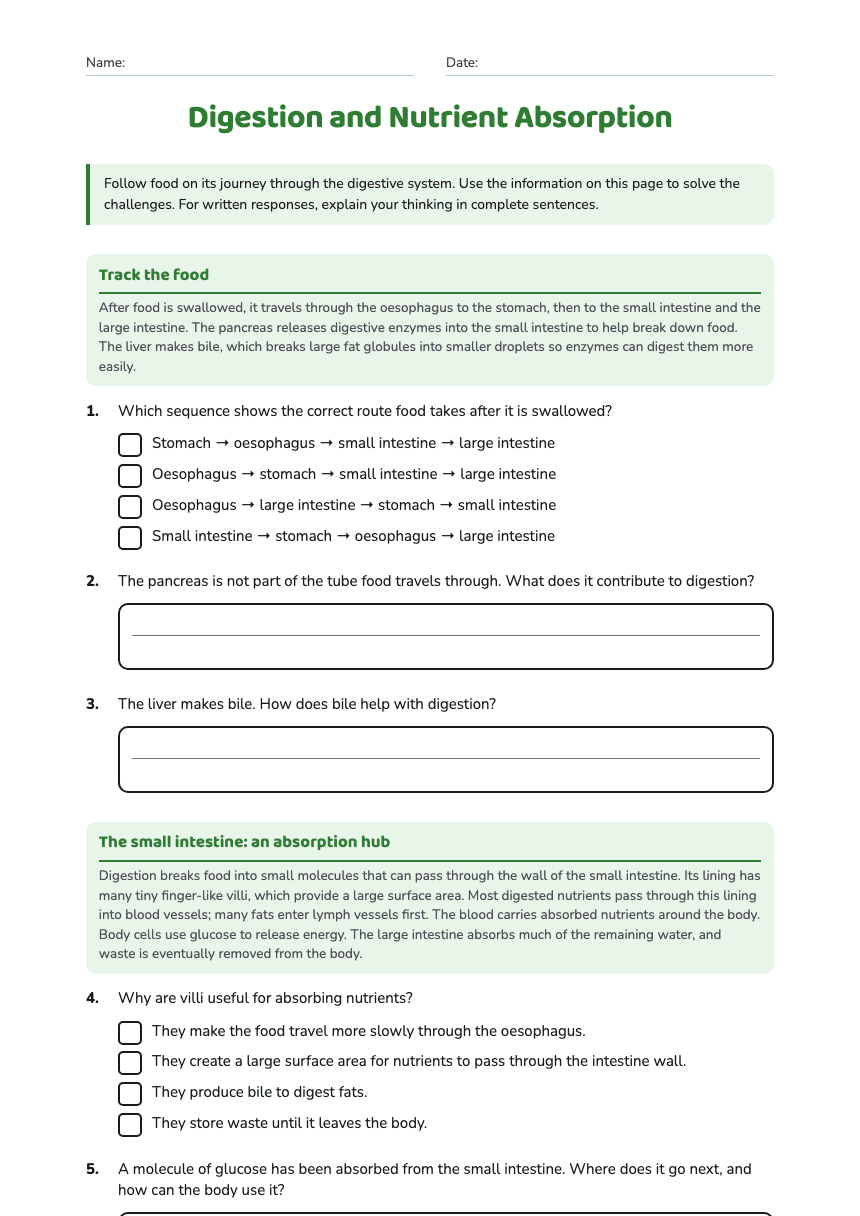 Digestion and Nutrient Absorption worksheet preview