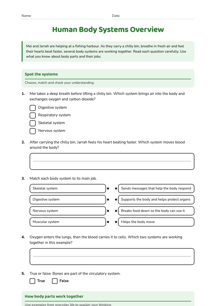Human Body Systems Overview worksheet preview