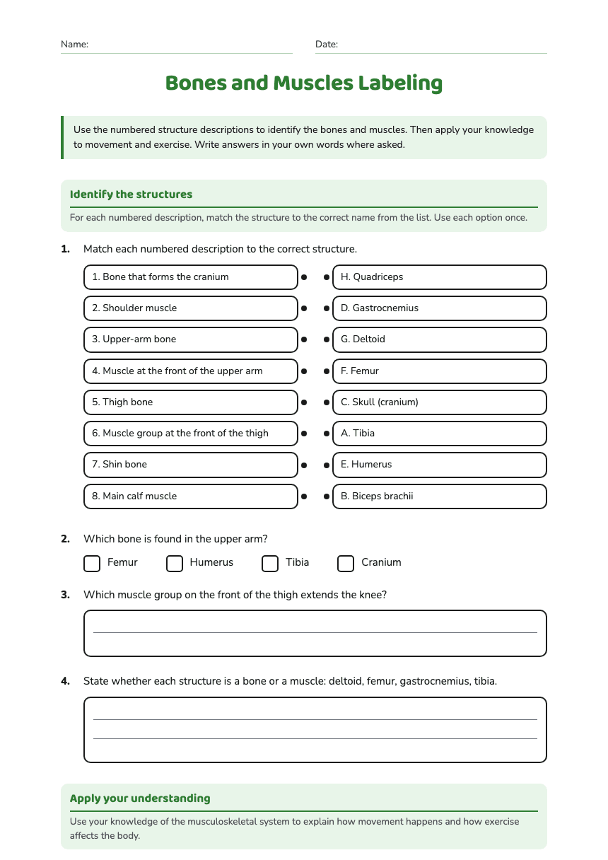 Bones and Muscles Labeling worksheet preview