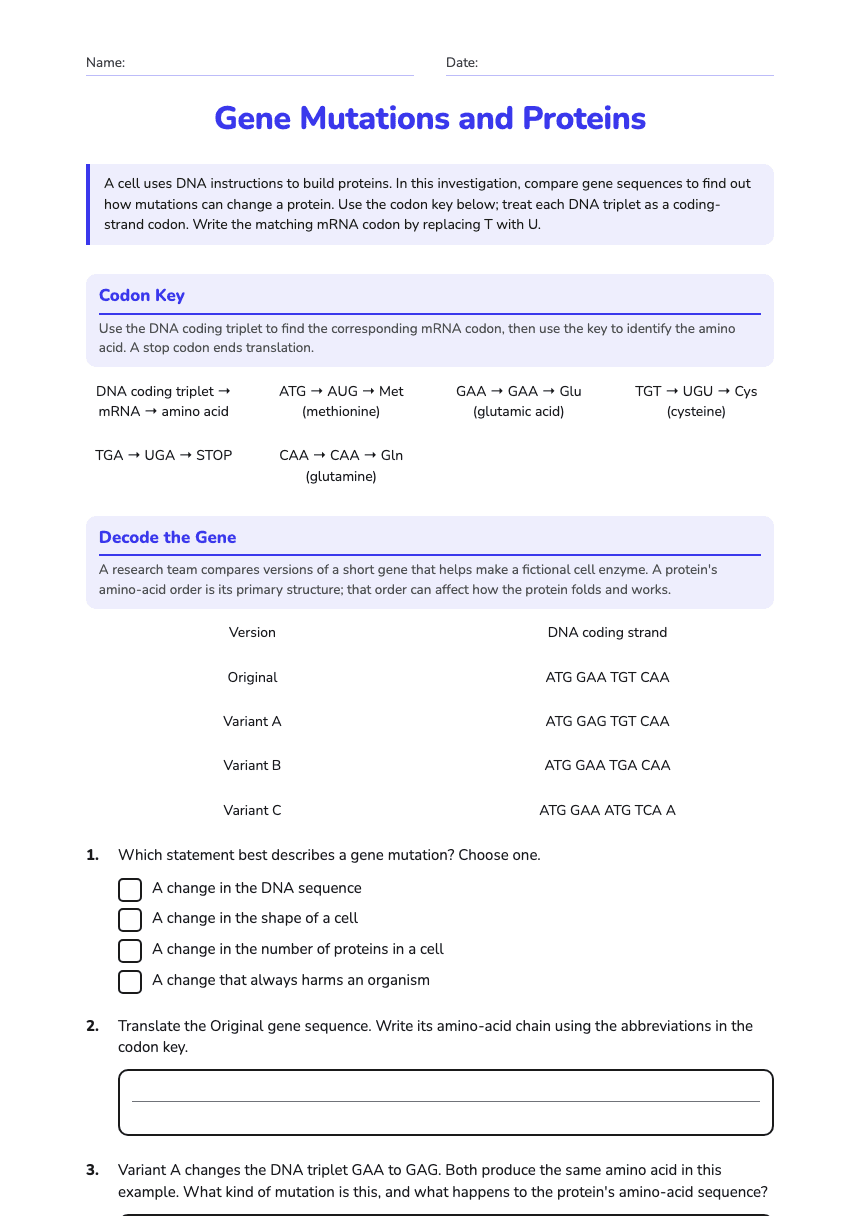 Gene Mutations and Proteins worksheet preview