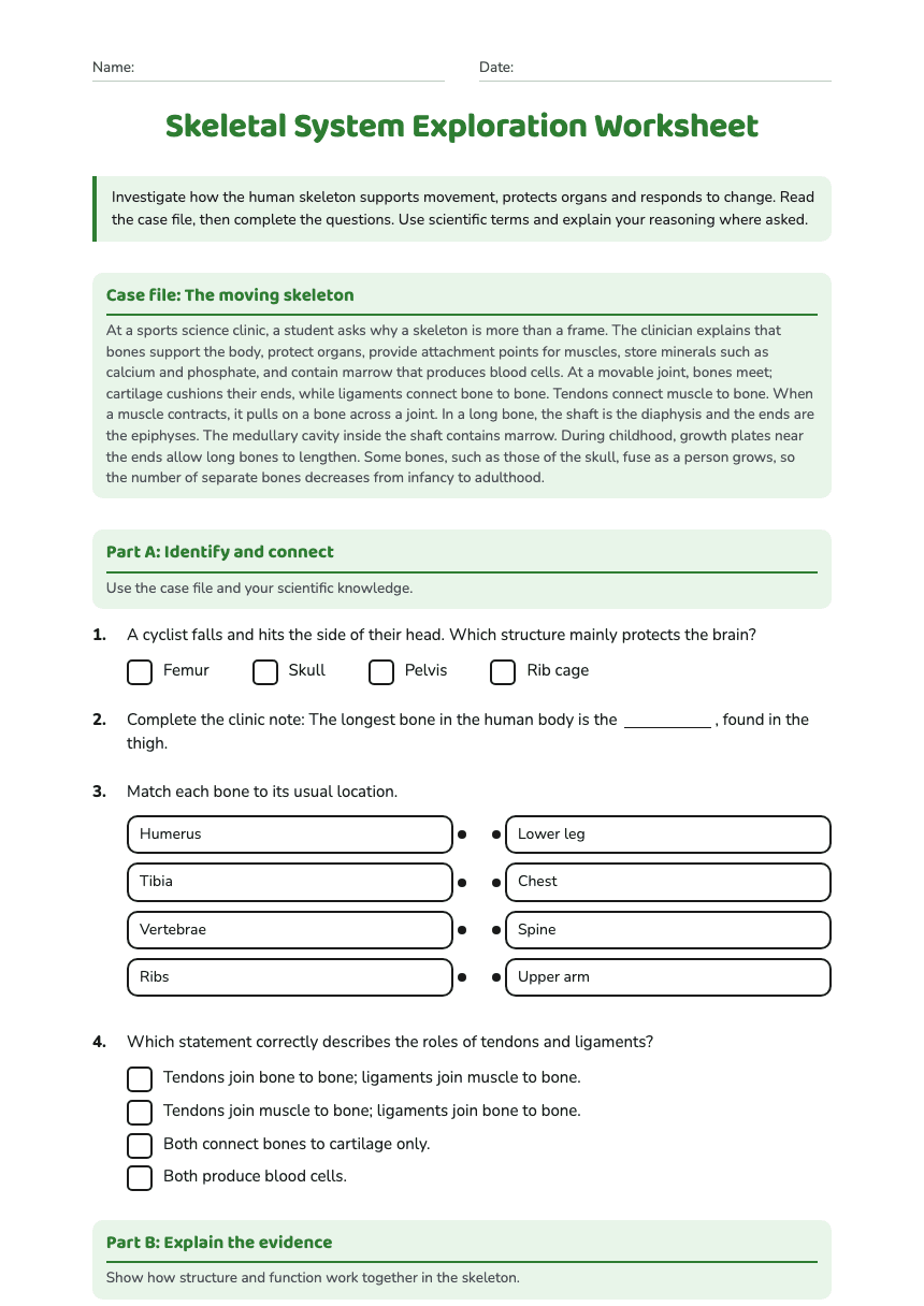 Skeletal System Exploration Worksheet worksheet preview