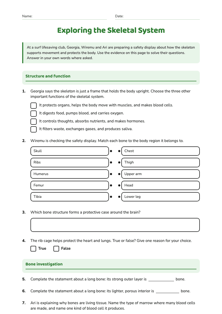 Exploring the Skeletal System worksheet preview