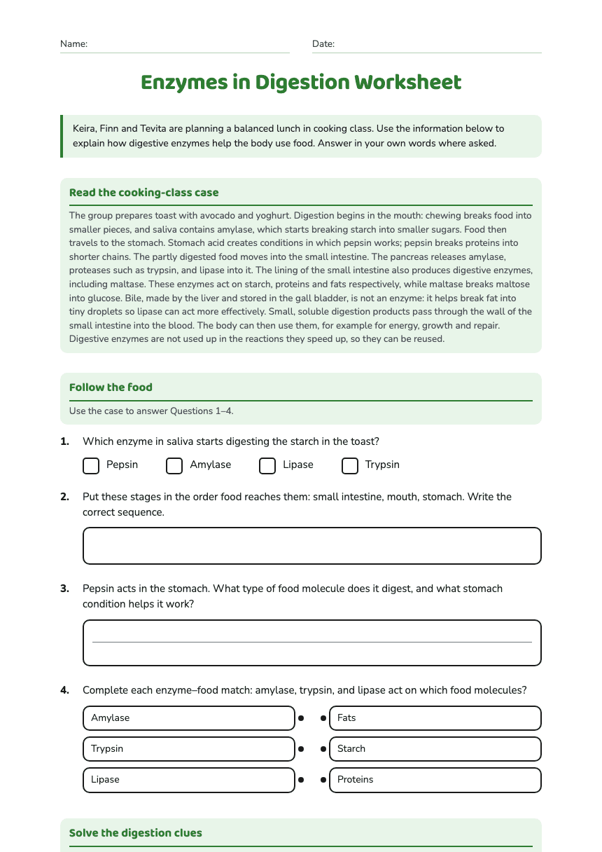 Enzymes in Digestion Worksheet worksheet preview