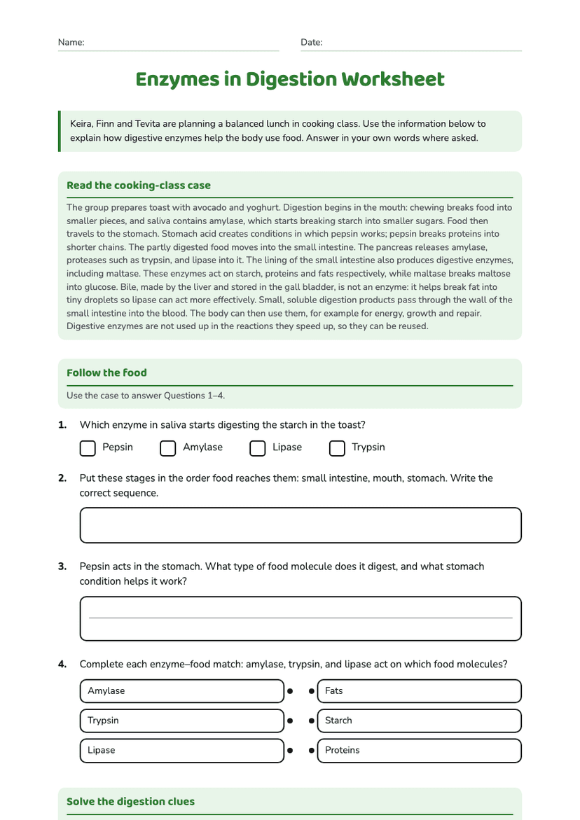 Enzymes in Digestion Worksheet