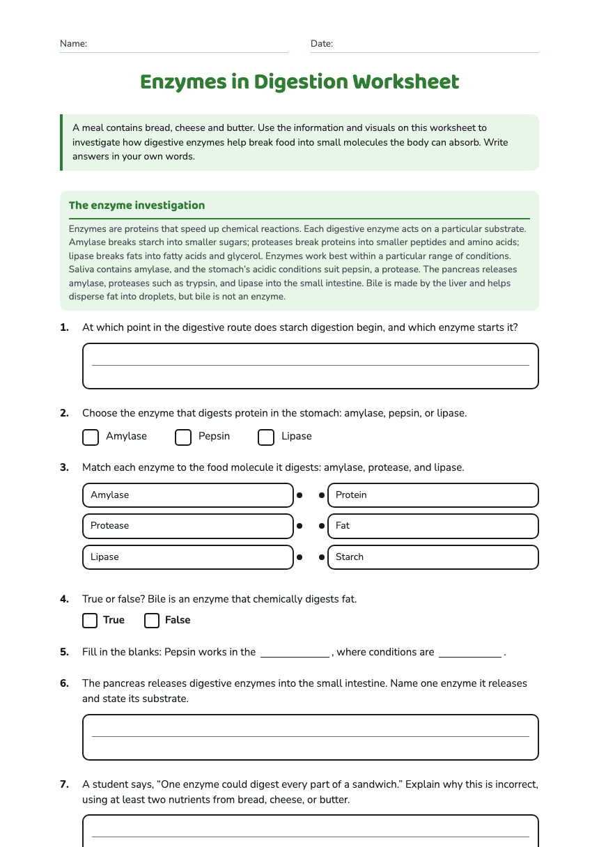 Enzymes in Digestion Worksheet worksheet preview