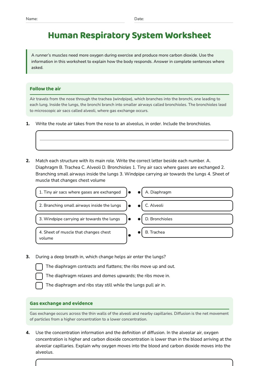 Human Respiratory System Worksheet worksheet preview