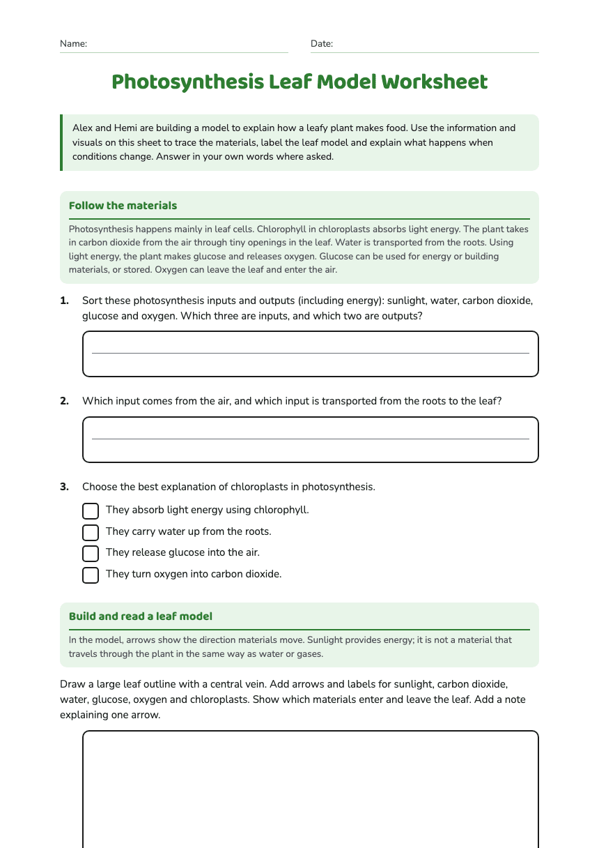 Photosynthesis Leaf Model Worksheet worksheet preview