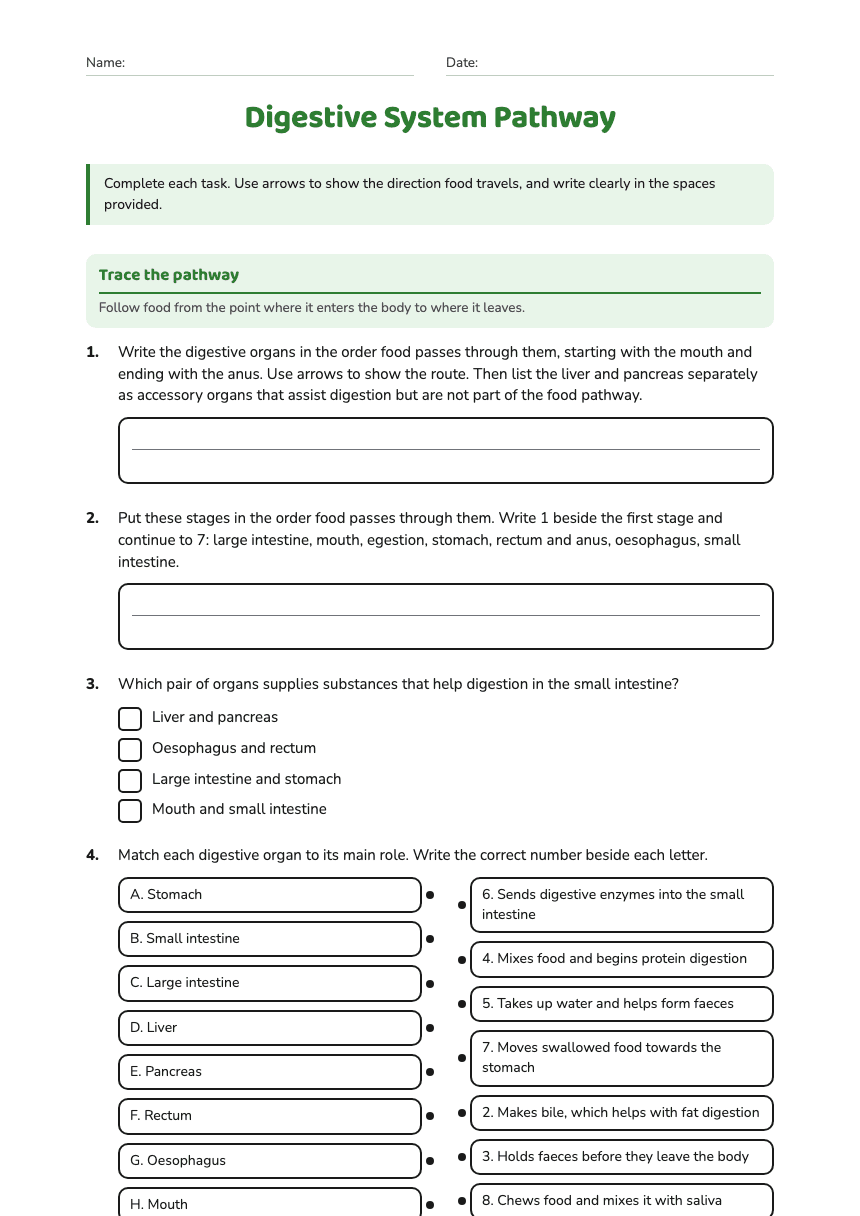 Digestive System Pathway worksheet preview