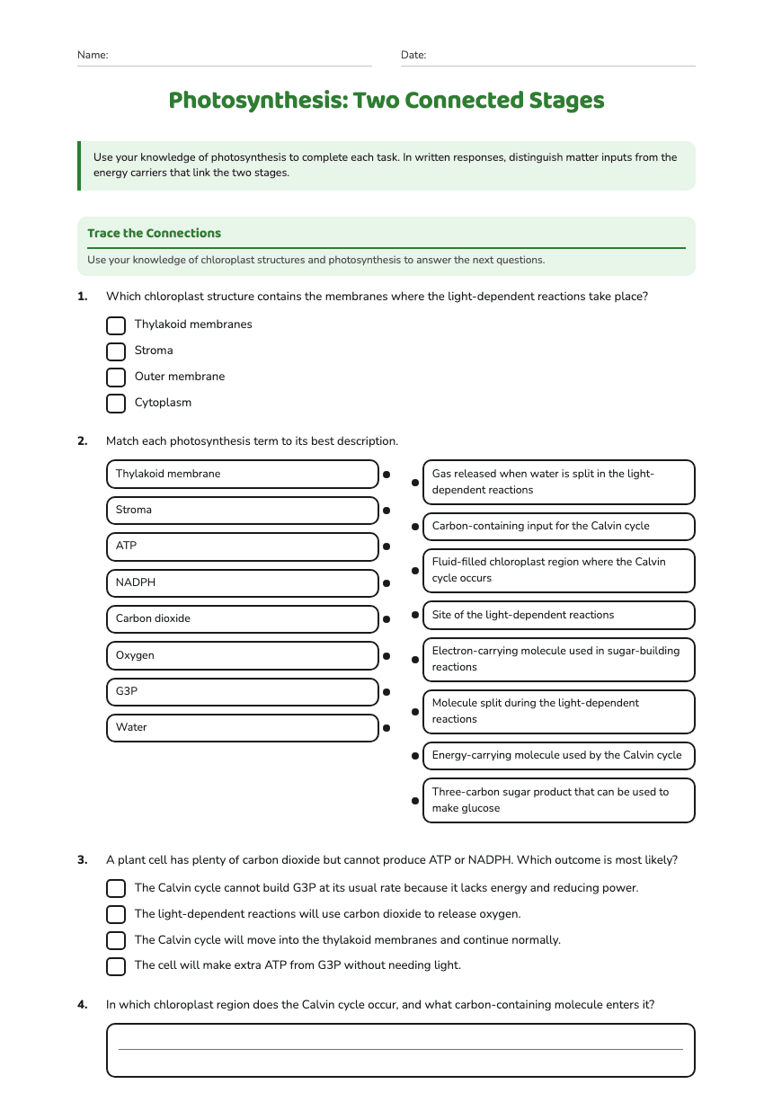 Photosynthesis: Two Connected Stages worksheet preview