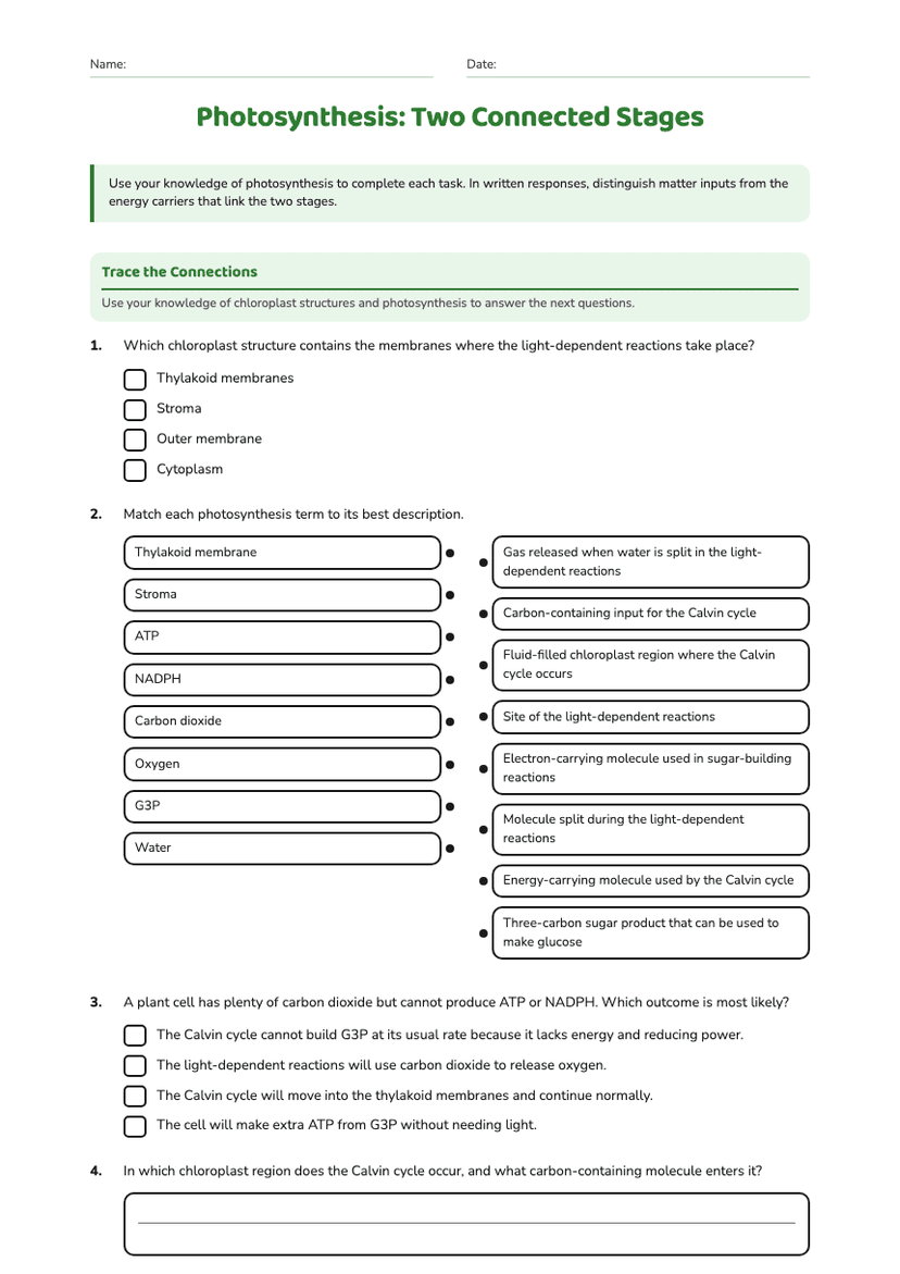 Photosynthesis: Two Connected Stages