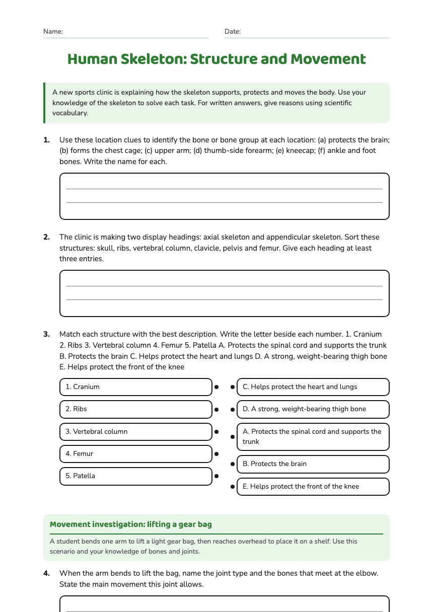 Human Skeleton: Structure and Movement worksheet preview