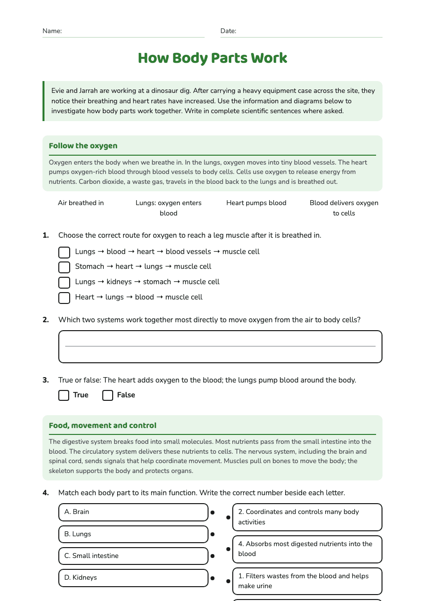 How Body Parts Work worksheet preview