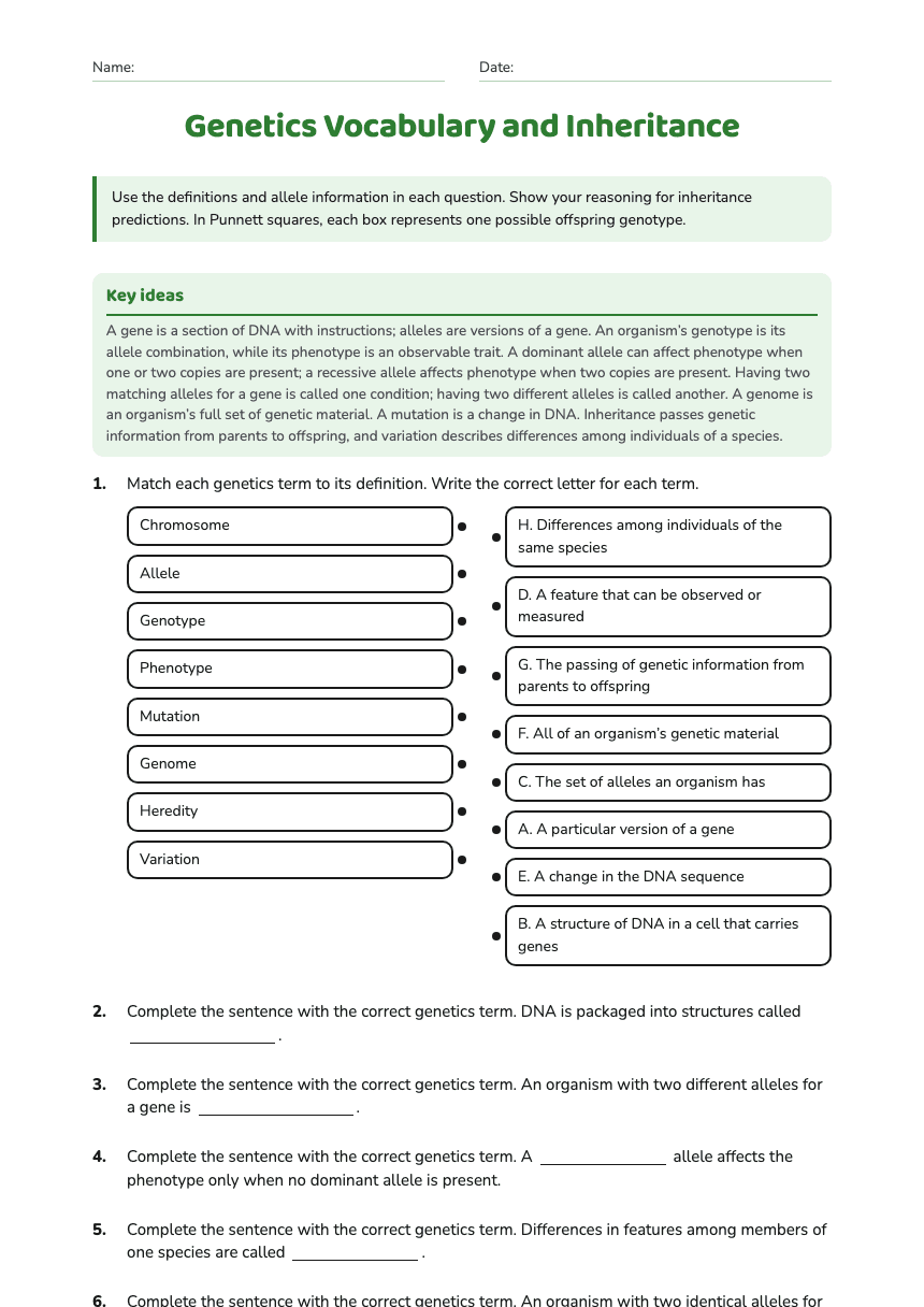 Genetics Vocabulary and Inheritance worksheet preview