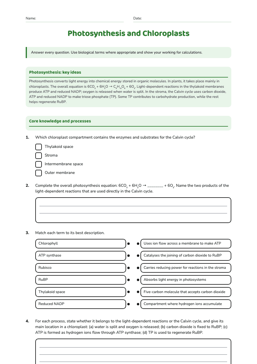 Photosynthesis and Chloroplasts worksheet preview