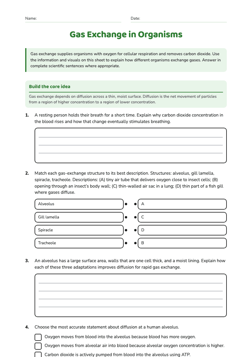Gas Exchange in Organisms worksheet preview