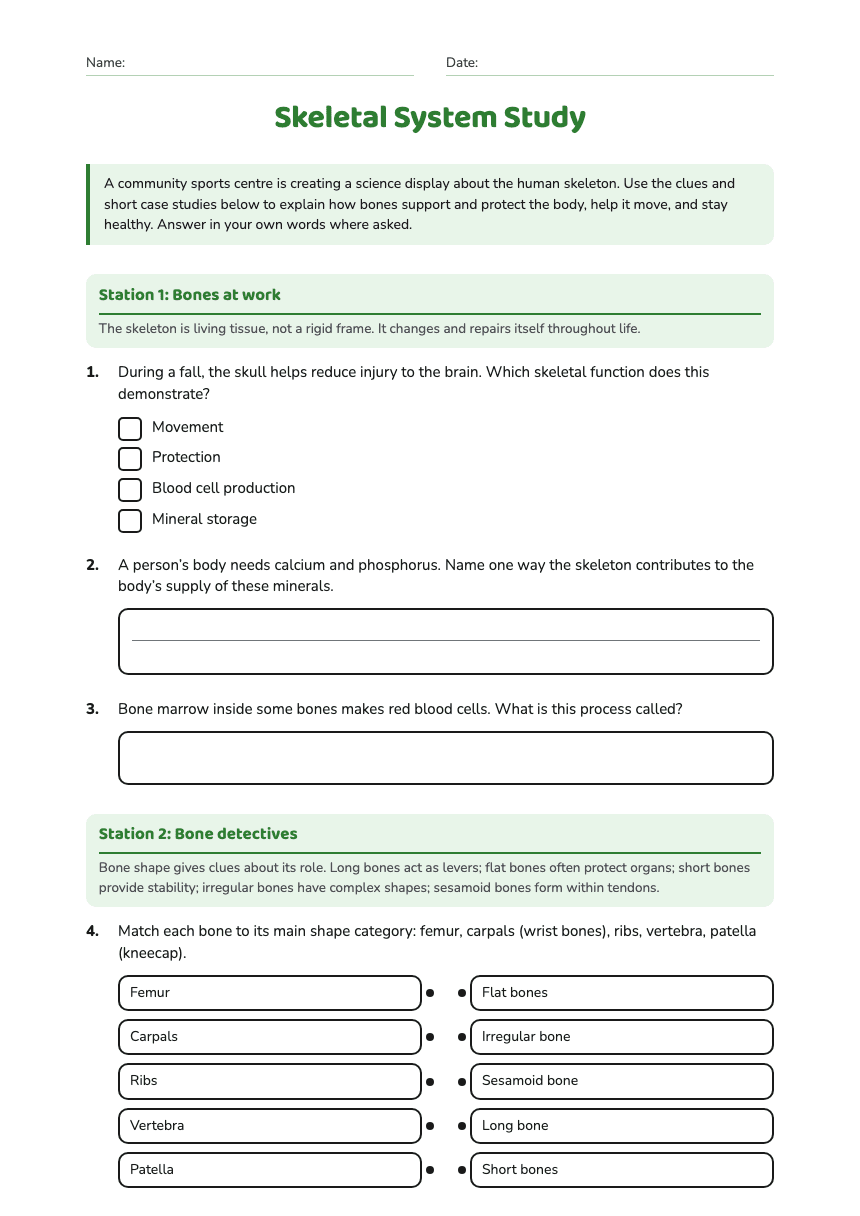 Skeletal System Study worksheet preview