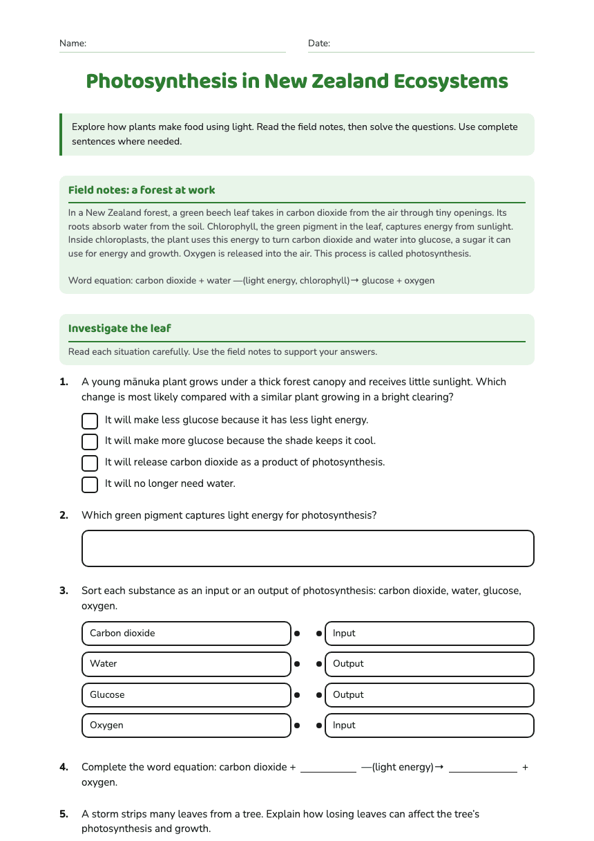Photosynthesis in New Zealand Ecosystems worksheet preview