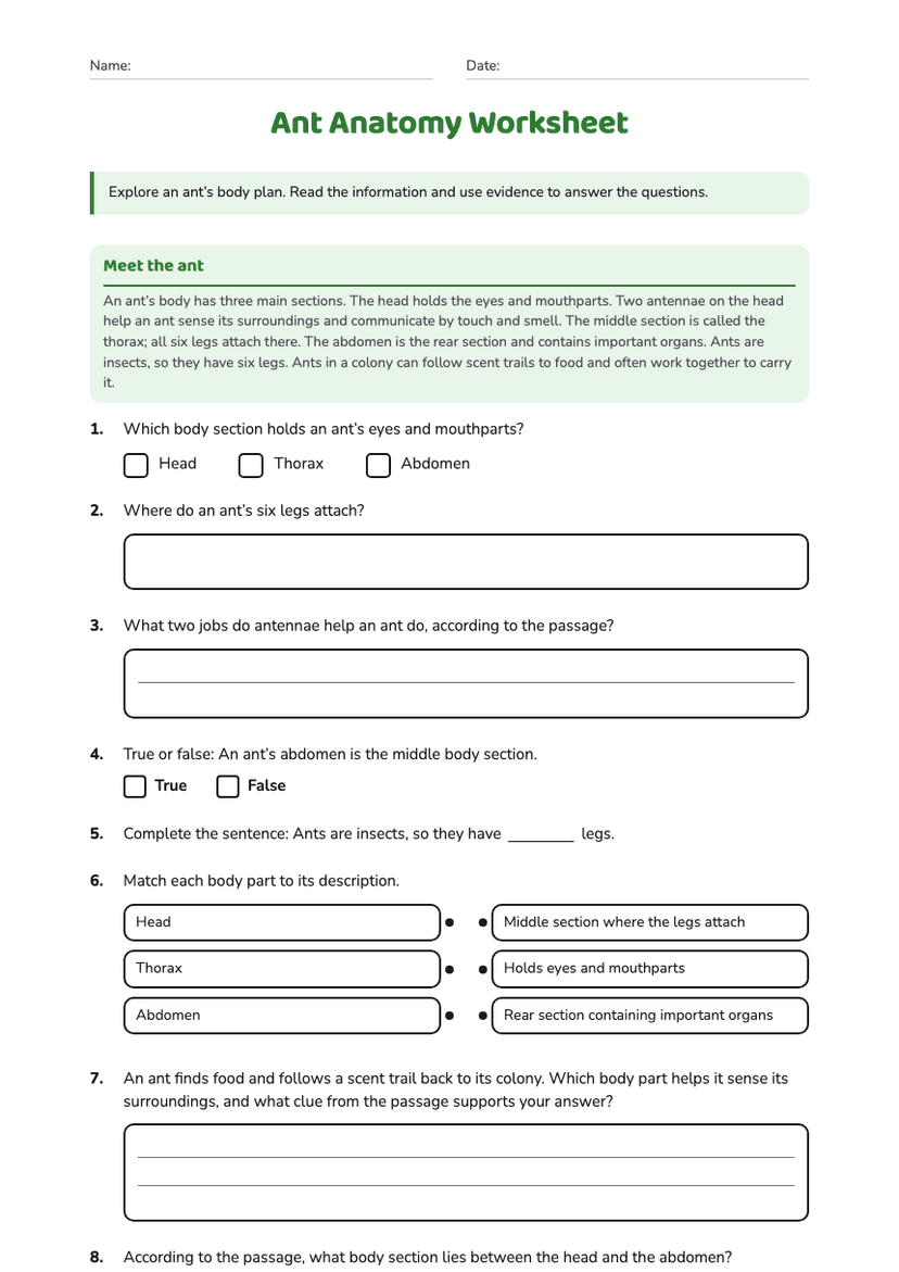 Ant Anatomy Worksheet