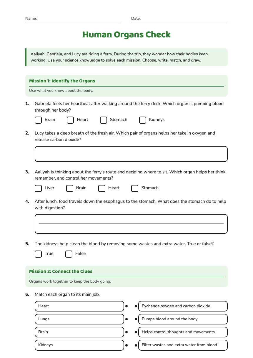 Human Organs Check worksheet preview