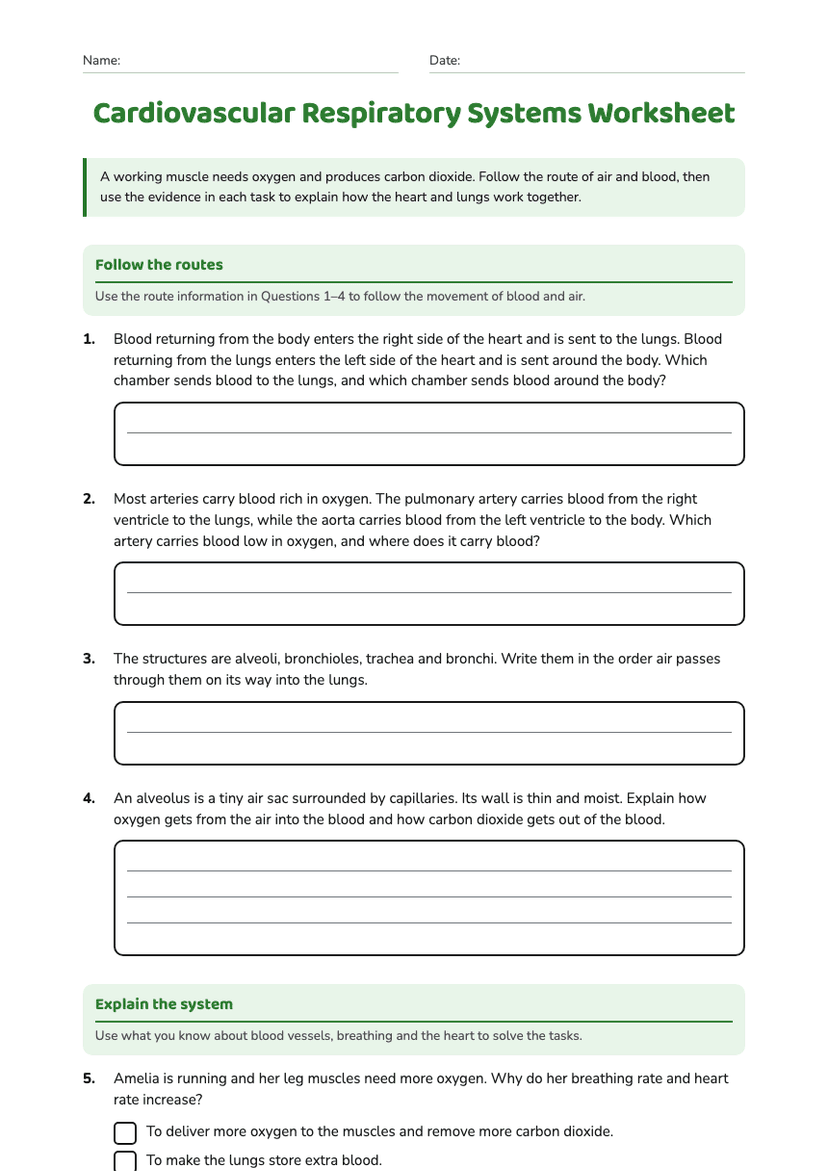Cardiovascular Respiratory Systems Worksheet