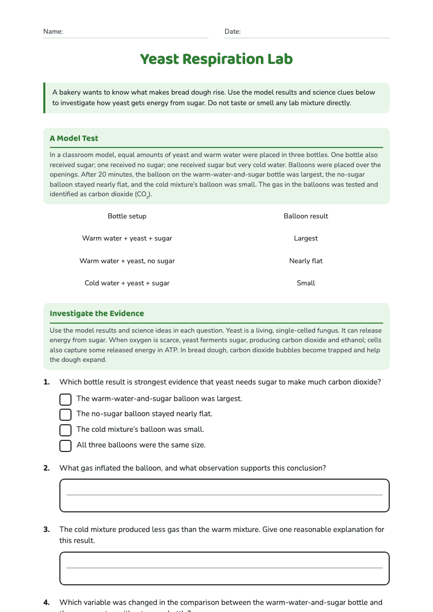 Yeast Respiration Lab worksheet preview