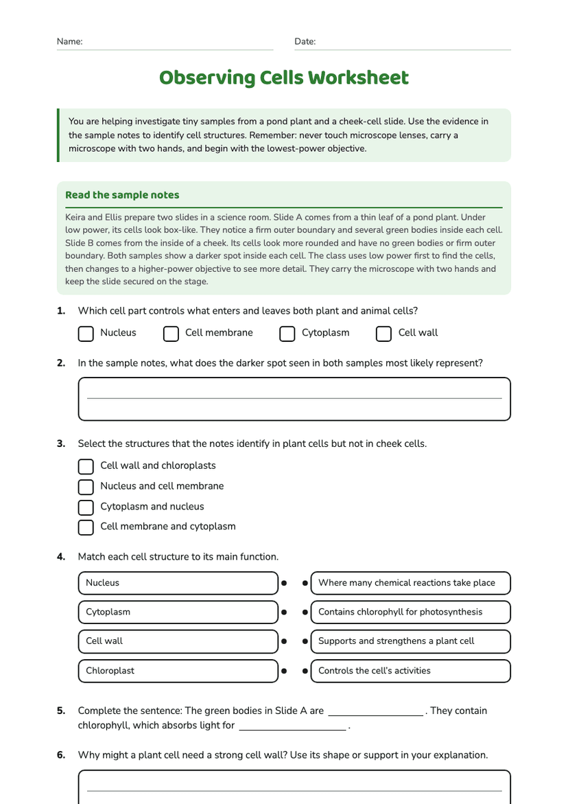 Observing Cells Worksheet