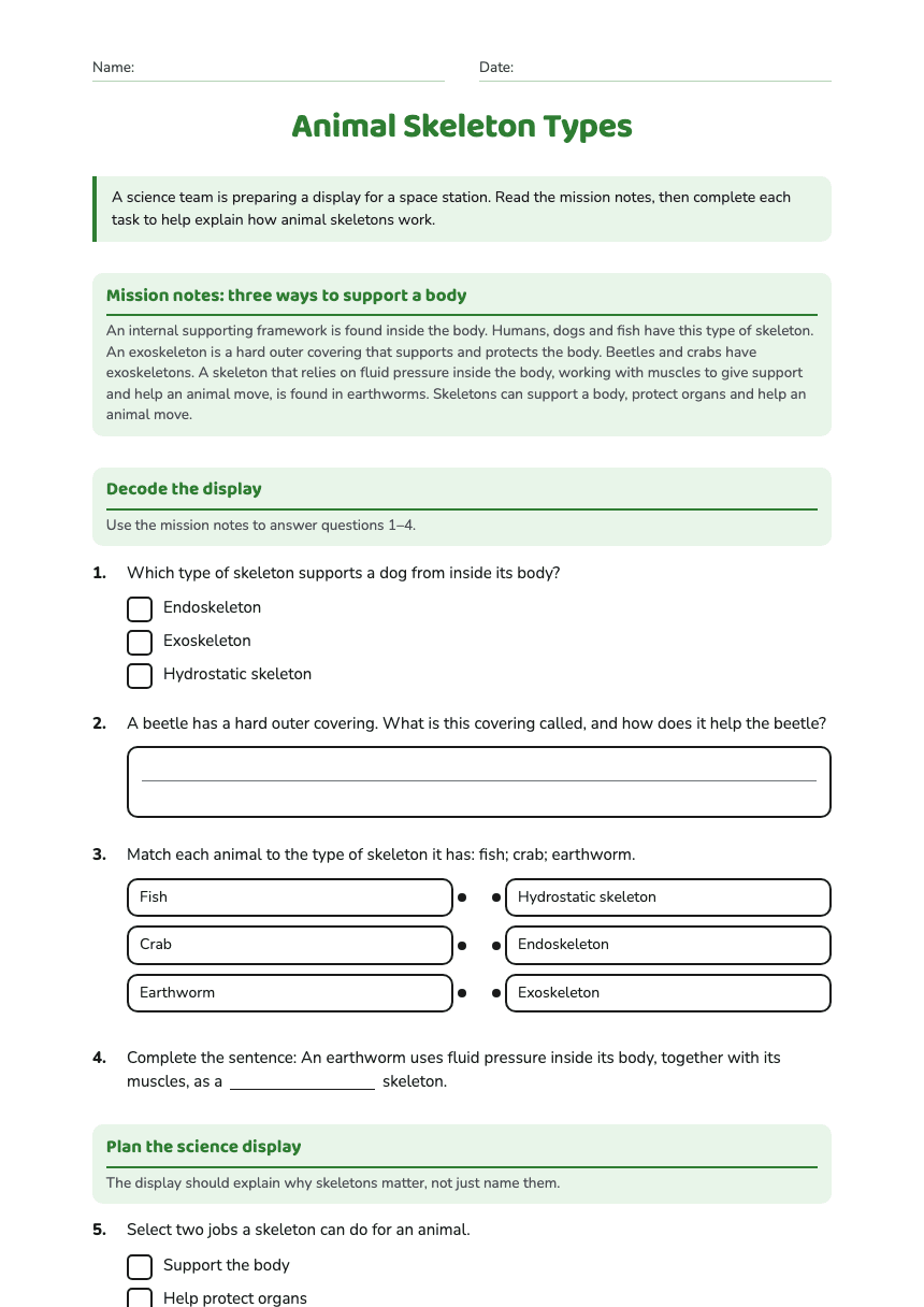 Animal Skeleton Types worksheet preview