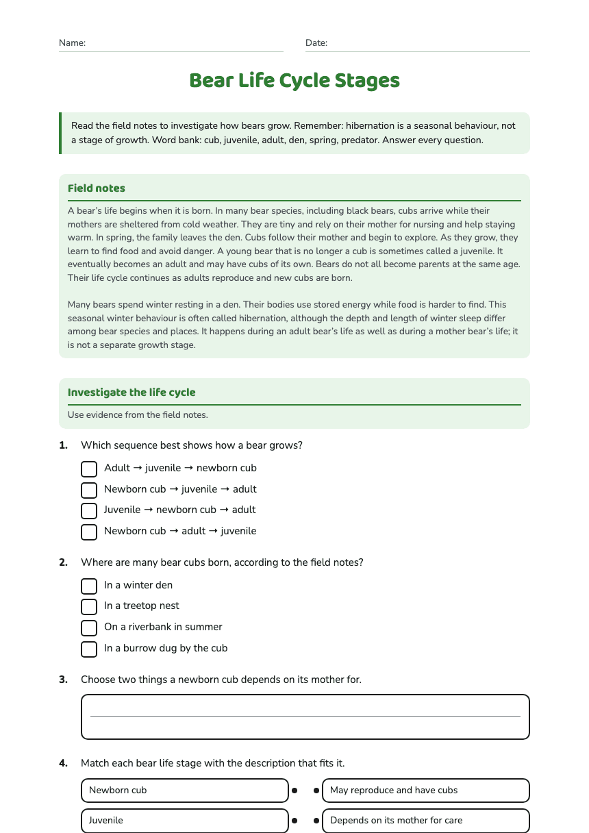 Bear Life Cycle Stages worksheet preview