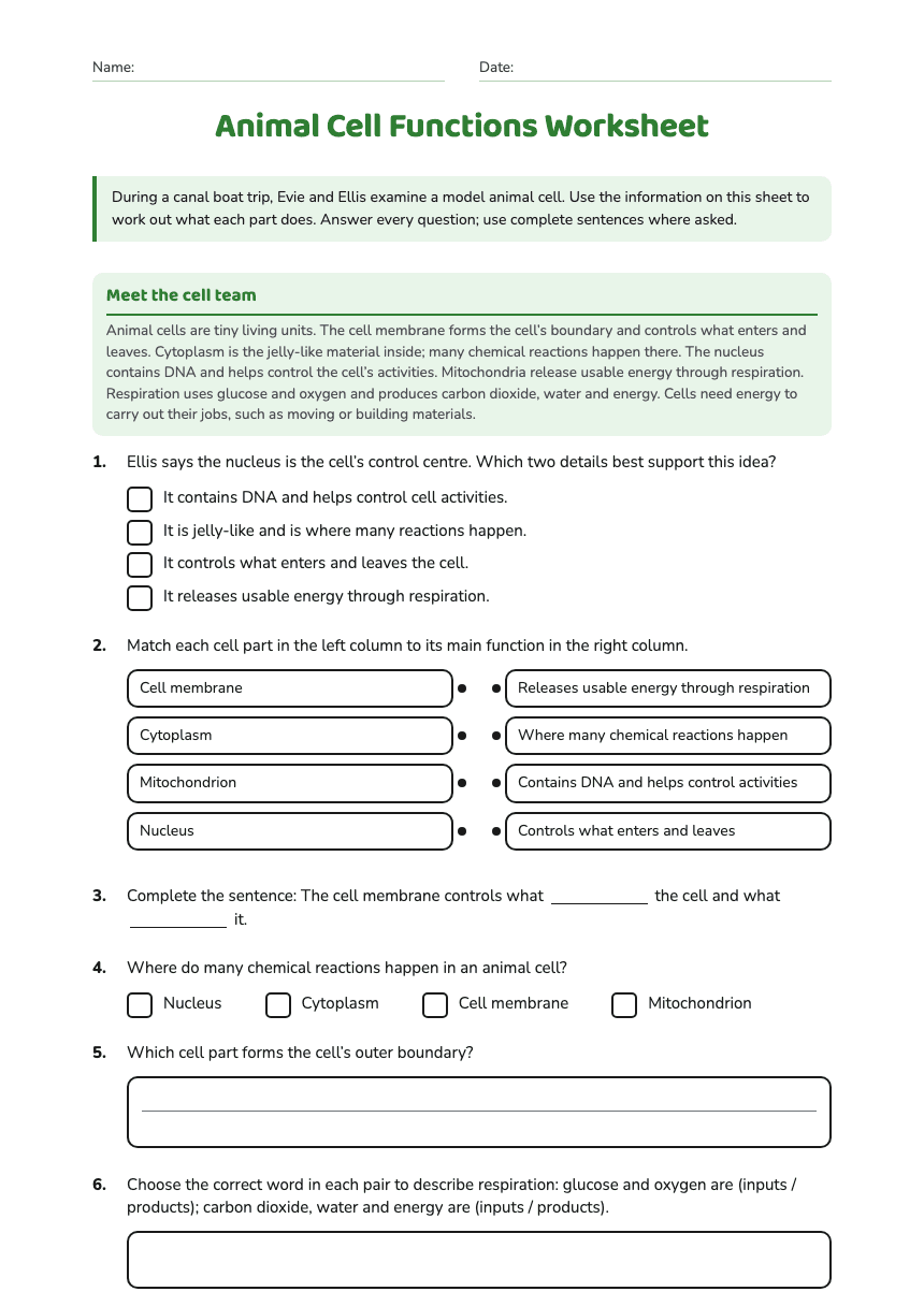 Animal Cell Functions Worksheet worksheet preview