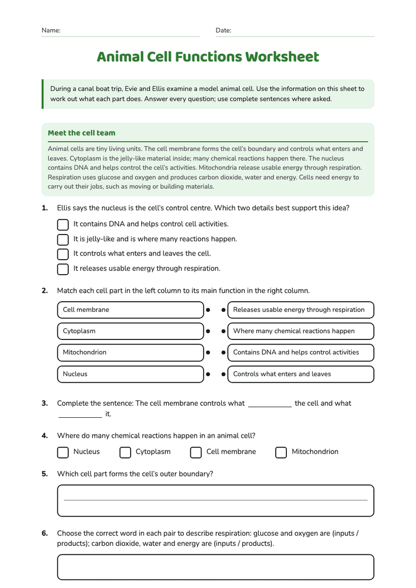 Animal Cell Functions Worksheet