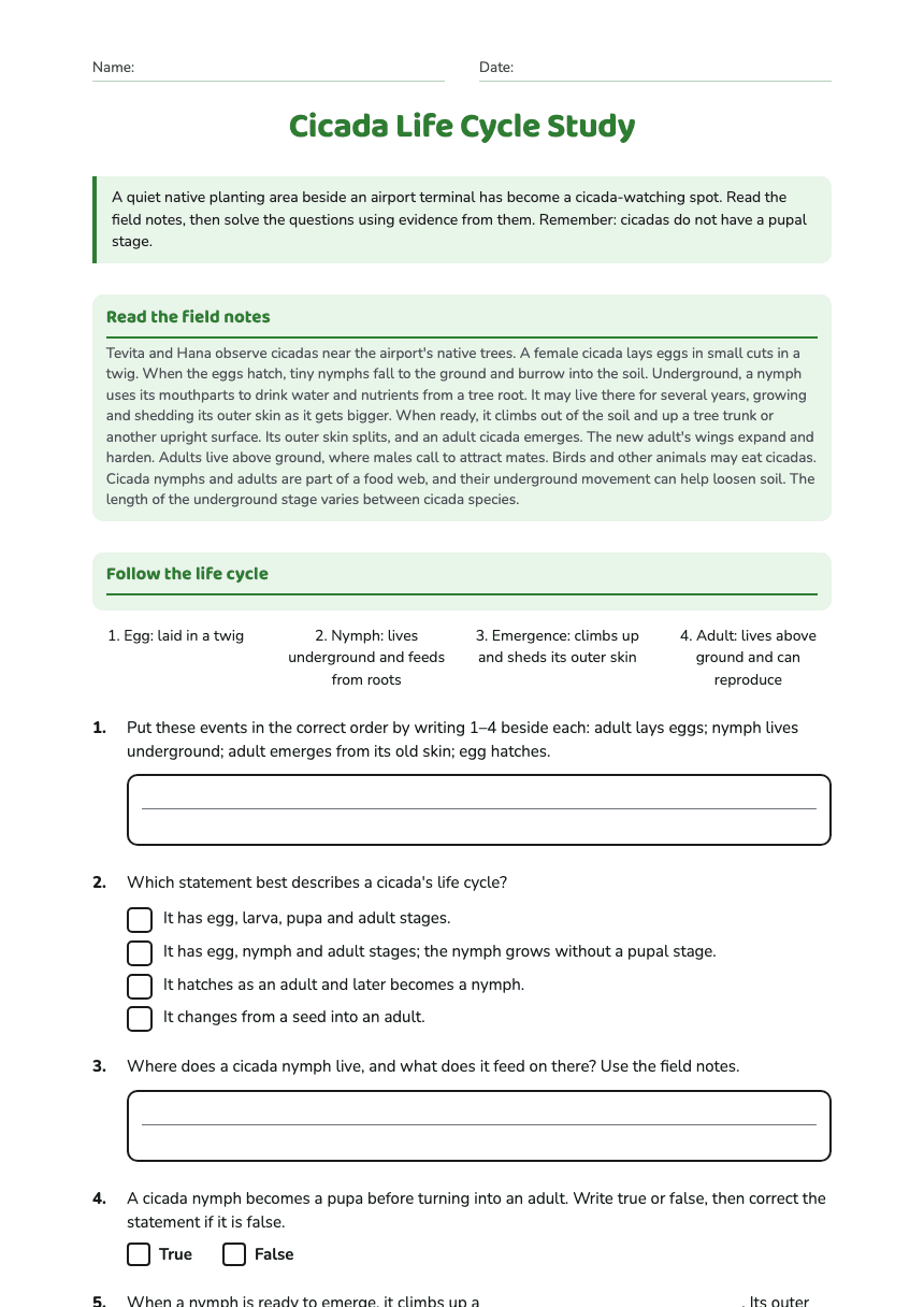 Cicada Life Cycle Study worksheet preview