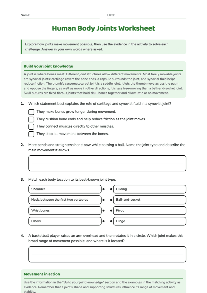 Human Body Joints Worksheet
