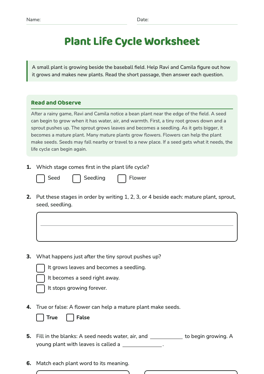 Plant Life Cycle Worksheet worksheet preview
