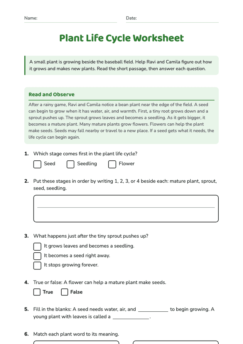 Plant Life Cycle Worksheet