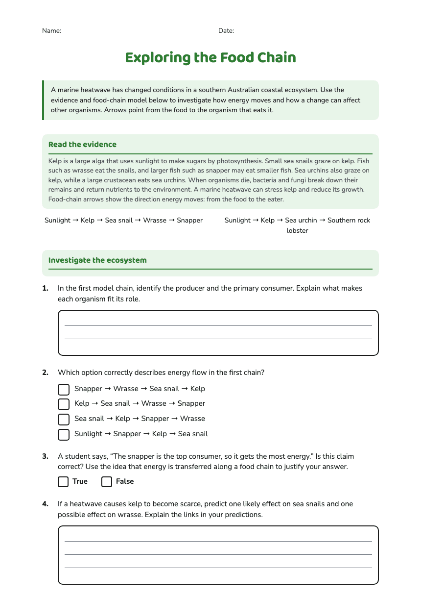 Exploring the Food Chain worksheet preview