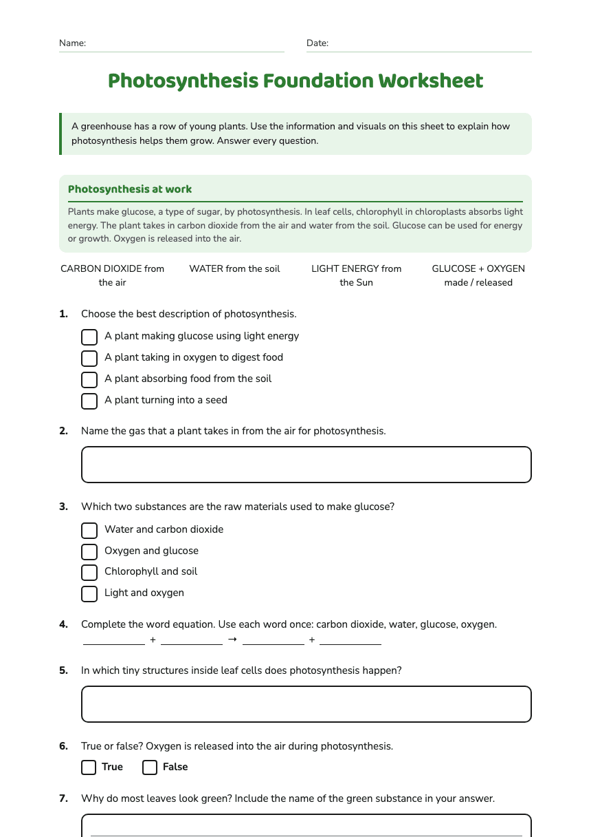 Photosynthesis Foundation Worksheet worksheet preview